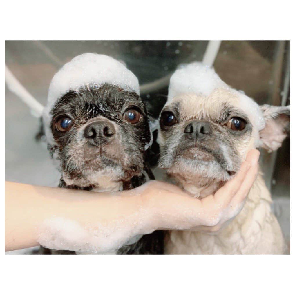 李ヒャンさんのインスタグラム写真 - (李ヒャンInstagram)「相変わらず仲の良いぽにトト🐶 @maharotys にてらぶらぶ❤️ あー、可愛い😍 今年で10歳、9歳になるなんて早いな、、。 10歳になると色々病気が出始めるとは聞いていたけど、先日の定期検診でぽーちゃん心臓にちょっと問題が出始めてきた事が判明😢 要経過観察との事。 仕方ないけれど、まだまだ元気でいられるようにきちんとケアしていくしかない。 トトは問題なし。 ぽにトトのためにも母もしっかり元気でいられるように頑張らねばです💪 #pug #frepug #frenchbulldog #ilovemydog #ぽにトト」2月25日 11時53分 - 73hyang