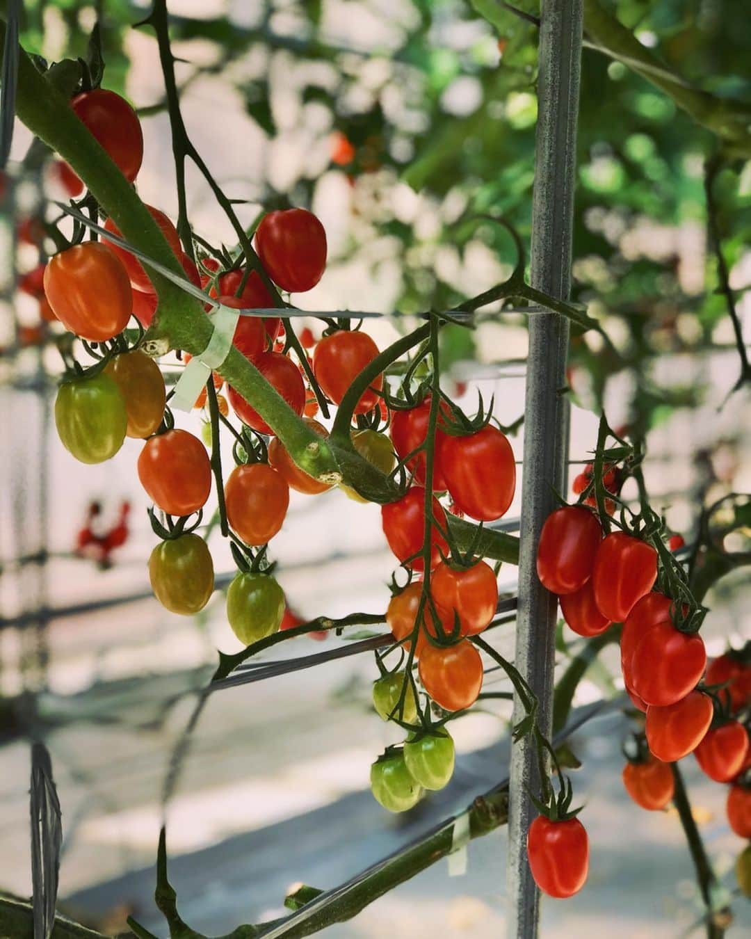 石原夕里朱さんのインスタグラム写真 - (石原夕里朱Instagram)「Tomato♡﻿ ﻿ #マザー牧場 へ行ってきました🐮﻿ ﻿ ひつじさんいっぱいいた🐑🐑🐑﻿ ﻿ そして、初めての﻿ ﻿ フルーツトマト狩り🍅﻿ ﻿ (イチゴ狩りもあったよ🍓)﻿ ﻿ これで冷製パスタ作ったら美味しそう〜😋💓﻿ ﻿ 楽しかったぁ🎶﻿ ﻿ #Chiba #motherfarm #tomato #instagood #photooftheday #instadiary #千葉 #トマト狩り #フルーツトマト #好吃 #먹스타그램 #メガネ女子 #コロナ対策 #🍅」2月25日 12時23分 - ri_hannari