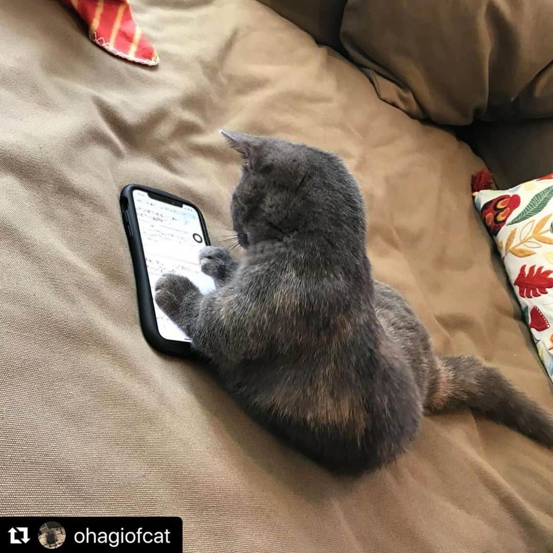 ねこさんのインスタグラム写真 - (ねこInstagram)「いじいじ…スマホを使いこなす @ohagiofcat さん家のおはぎちゃん😍❤️もしかしたら、私より使いこなしてるかも？！笑 あとで操作方法教えてもらおーっと😂✨ #Repost @ohagiofcat with @make_repost ・・・ ふむふむ…🧐 スマホを使いこなす猫😂  #猫のおはぎ #マンチカン #マンチカン子猫 #マンチカン短足 #短足マンチカン #ブルータビー #子猫 #ねこのいる生活 #猫のいる暮らし #ねこすたぐらむ #猫と赤ちゃん #赤ちゃんと猫 #picneko #nekostagram #kitten #kitty #munchkin #shortlegs #shortleggedcat #catstagram #catsofinstagram #cats_of_instagram #cats_of_world #kittensofinstagram #kittens_of_instagram #котенок #kucing」2月25日 18時05分 - neko_magazine