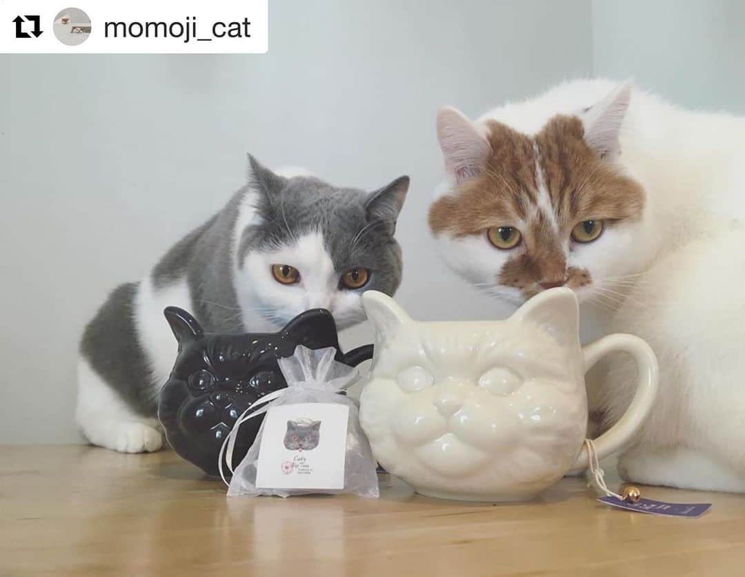 のインスタグラム：「#Repost @momoji_cat with @get_repost ・・・ * 以前、迷いに迷って買いそびれてたマグ。 ・ 復刻したと知り、勢いで2色ともお買い上げー！ ・ ダブルチェック中です。 ・ ・ @catsissue @catsnaptime ・ ・ #catsissue#catsnaptime#afternoontea#猫グッズ#cat#猫#ねこ#scottishfold#スコティッシュフォールド#britishshorthair #ブリティッシュショートヘア#catstagram#instacat#にゃんすたぐらむ#猫と暮らす#猫のいる生活#ilovecat#今日のももじ#今日のムク#ももじとムク」