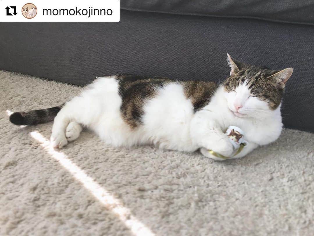 のインスタグラム：「#Repost @momokojinno with @get_repost ・・・ ミニオーナメントが猫にぴったりサイズでついつい持たせてしまう。  #cats_naptime5#catsnaptime #catsissue#afternoontealiving#catstagram#catsofinstagram#catlover#猫#ねこすたぐらむ#猫のいる暮らし#猫がいる幸せ」