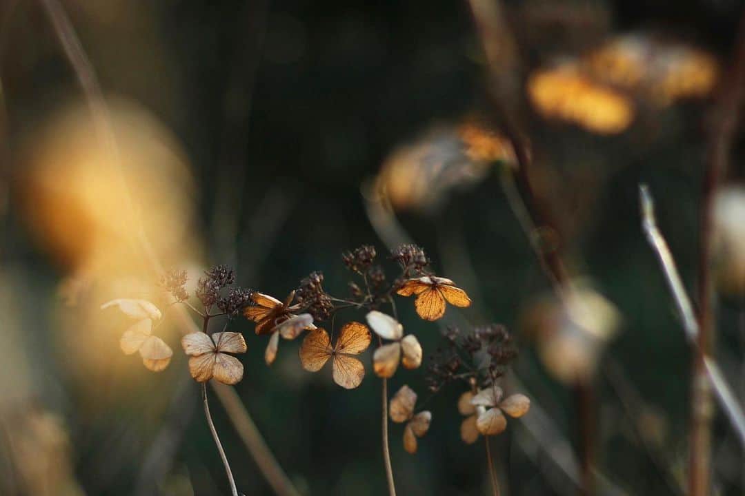 のインスタグラム：「#2357 2020.2.25tue  オフシーズンの紫陽花。」