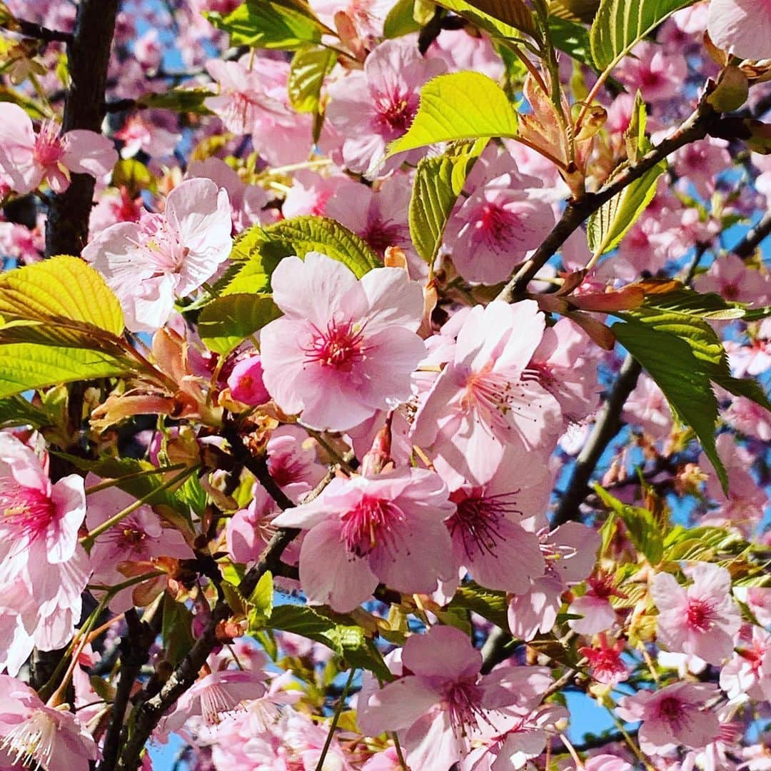 中野公美子さんのインスタグラム写真 - (中野公美子Instagram)「上野東照宮の牡丹と河津桜🌸  #牡丹展 #上野東照宮 #上野東照宮ぼたん苑  #牡丹 #河津桜」2月25日 14時21分 - kumikorion