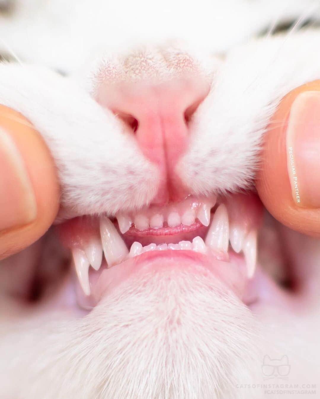 Cats of Instagramさんのインスタグラム写真 - (Cats of InstagramInstagram)「From @peculiarpanther: “If there are any vampires out there missing fangs, Emmett has a spare set. 🧛‍♂️ Emmett’s lower canines were replaced a while ago, but his upper ones have taken their good old time. Mom checked constantly so that she could capture this double canine phase.” #catsofinstagram」2月25日 15時17分 - cats_of_instagram