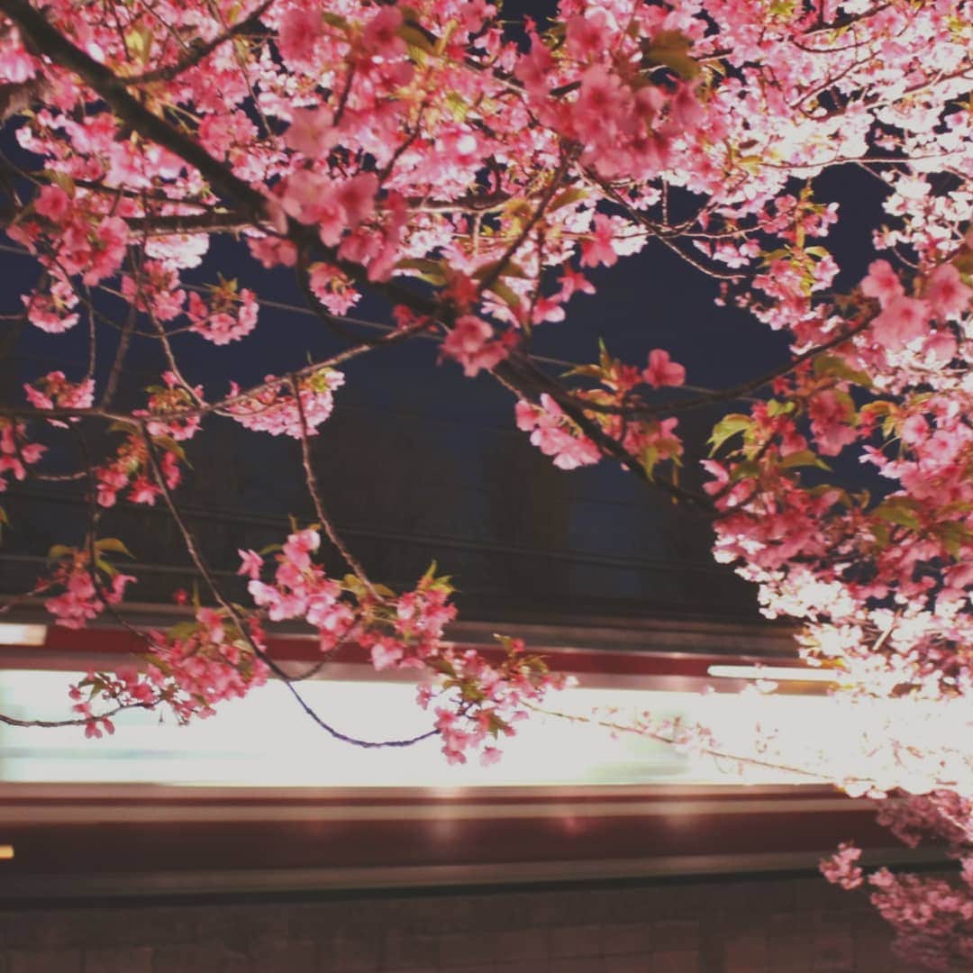 【公式】オーシャンリゾートホテル マホロバ・マインズ三浦さんのインスタグラム写真 - (【公式】オーシャンリゾートホテル マホロバ・マインズ三浦Instagram)「三浦海岸の河津桜並木は27日までライトアップ中。電車の光も河津桜の美しさをより引き立てます。  三浦海岸桜まつり 3月8日まで 三浦海岸駅～小松ヶ池周辺(三浦海岸駅より徒歩約15分)  マホロバ公式ホームページでは開花状況をお知らせ中！ . #三浦海岸桜まつり #桜まつり #河津桜 #桜 #桜祭り #小松ヶ池 #夜桜 #桜好きな人と繋がりたい #花見 #ライトアップ #夜景 #京急 #みさきまぐろきっぷ #まぐろきっぷ #三浦海岸駅 #miurakaigan #sakura #cherryblossom #神奈川旅行 #三浦半島いいところ #maholovamindsmiura #maholovaminds #マホロバケーション #マホロバマインズ #三浦 #三浦市 #マホロバ #三浦半島 #マホロバマインズ三浦 #三浦海岸」2月21日 20時23分 - maholova_minds_miura
