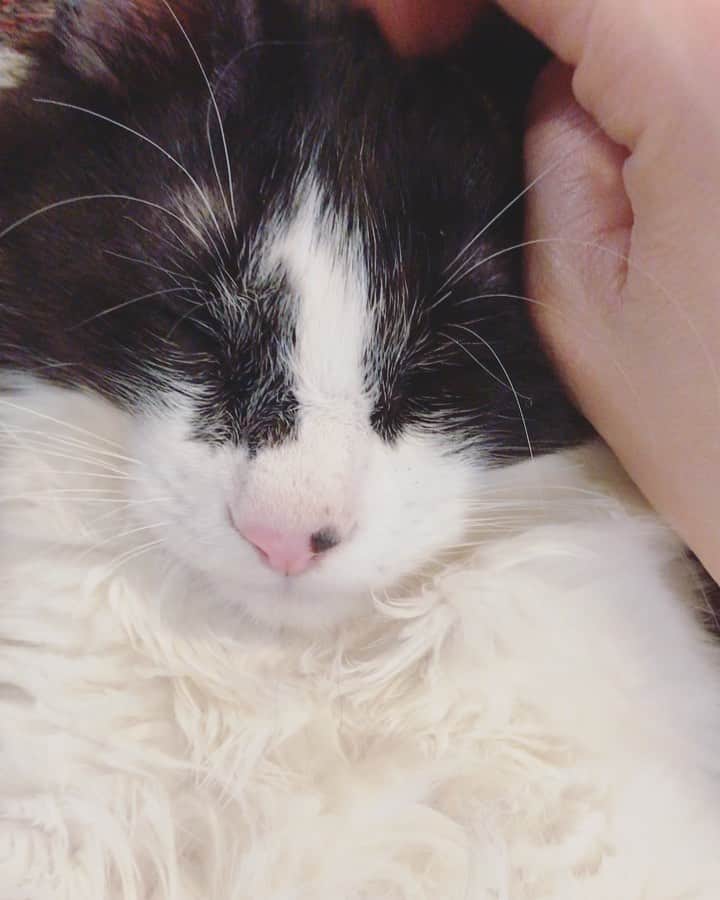 もじゃころのインスタグラム：「ばんどぅは可愛いワンちゃんだなぁ…🐶💕 #ボーダーコリ男  #坂東玉隠しシャシャ丸  #あいちゃんの膝の上」