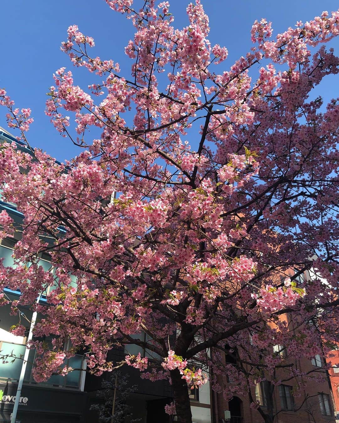 阿部優貴子さんのインスタグラム写真 - (阿部優貴子Instagram)「ついに、一年目の授業、全て終了！心も体も街も春気分！！！！🌸🌸🌸🌸🌸🌸🤣🤣🤣🌸🌸🌸🌸🌸🌸🌸🌸(つまり、機嫌がいいということです。) * #ootd #私服 #春気分」2月21日 11時55分 - abe_yuki94