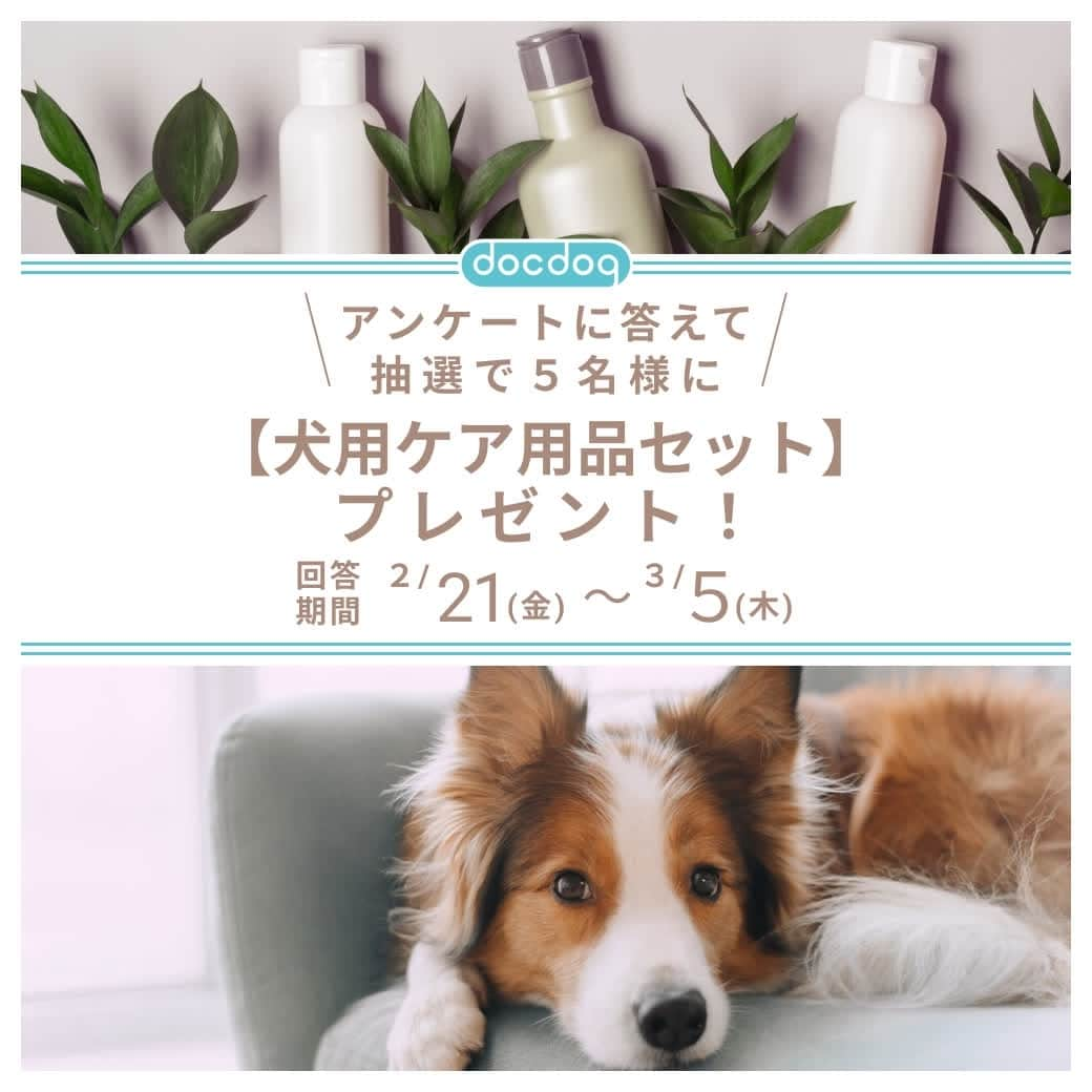 docdogのインスタグラム：「🌼アンケートに答えて豪華プレゼントをGETしよう！🌼⠀ ⠀ 成分にこだわった犬用ケア用品のセットを、⠀ アンケートにお答えいただいた方の中から抽選で5名様にプレゼントいたします！🔥⠀ ⠀ ※犬を飼っている方／飼っていない方、どちらも回答いただける内容です🐕🌻⠀ ⠀ 🎁回答期間⠀ 2020年2月21日（金）12:00～2020年3月5日（木）18:00⠀ ⠀ 🎁当選者数・賞品⠀ ・犬用ケア用品数点⠀ ・抽選で5名様⠀ ⠀ 🎁応募対象⠀ ・日本国内に在住し、郵便物・宅配物・電話での連絡ができる方⠀ ・当選連絡のためにInstagramかTwitterの公開アカウントを開示いただける方⠀ ・アンケートへの回答は1人1回までです⠀ ⠀ 🎁応募方法⠀ ①ドックドッグ公式インスタグラム（@docdog_media）のプロフィールから、アンケート回答ページにアクセス🦸⠀ ②アンケートに答えるだけ！🐾⠀ ※回答は5-10分程度で完了します⠀ ⠀ 🎁当選発表⠀ 回答締め切り後、厳選な抽選によって当選者を決定し、当選者にはInstagramまたはTwitterのダイレクトメッセージでご連絡させていただきます❤️⠀ ⠀ #ドックドッグ⠀ #docdog⠀ #docdog_media⠀ #ドックドッグ読モ⠀ #ドックドッグアンケート」