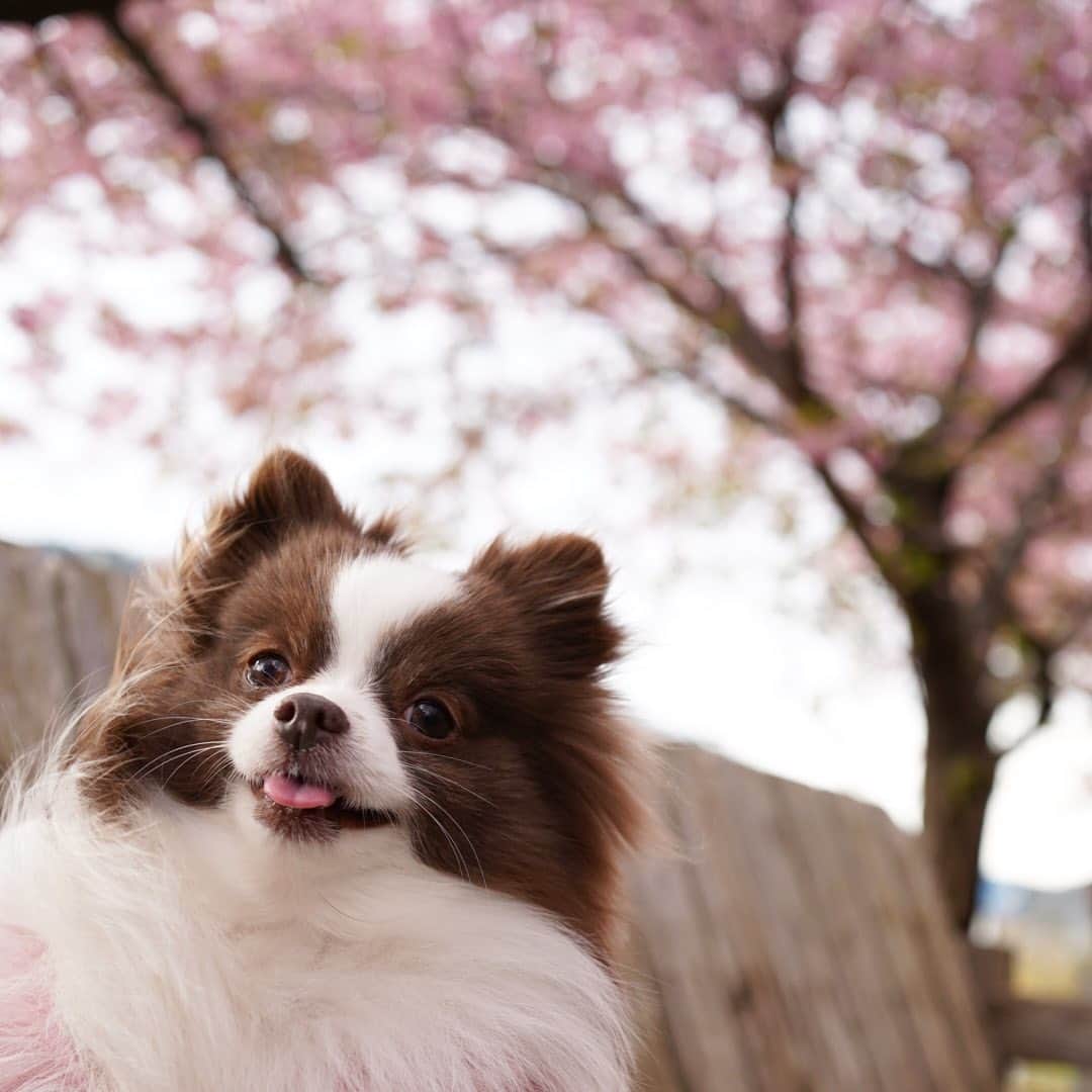 mycoのインスタグラム：「早咲きの桜が咲いてた🌸 マスク不足解消されると先週言ってたけど全然ないよー😷 最近買えた人いる？？ #pom #パーティーポメラニアン #instadog #sakura #桜」