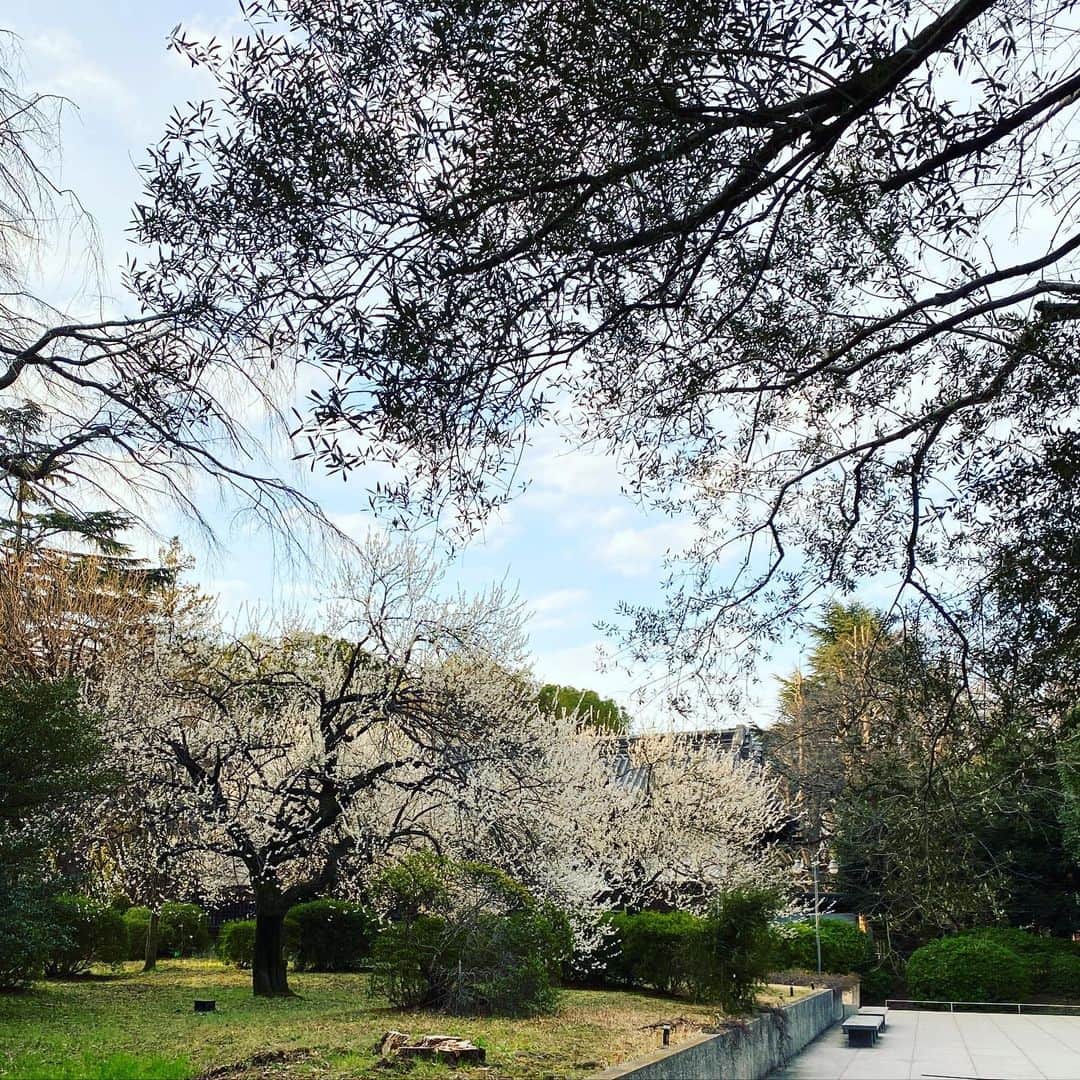 のインスタグラム：「昨日、撮影現場で梅を眺めました。  感染症の流行、年度末に向けてと、心がせわしないのですが、撮影の合間に思いがけずひと息つく事ができました。  撮影後はカメラマンさんお勧めの新宿3丁目にあるハンバーグ屋へスタッフと伺いランチをご馳走に😆  豚肉100%のハンバーグを頂きました。 子どもの頃、母が作る昔ながらのハンバーグは合挽肉がほとんど。 最近では牛肉100%もよく見かけますが、豚肉100%ハンバーグは初めて❗️ とても美味しかったので、子どもにも作ってみようと思います。  #梅#法隆寺宝物館#ハンバーグ#春#springiscoming #春香#model」