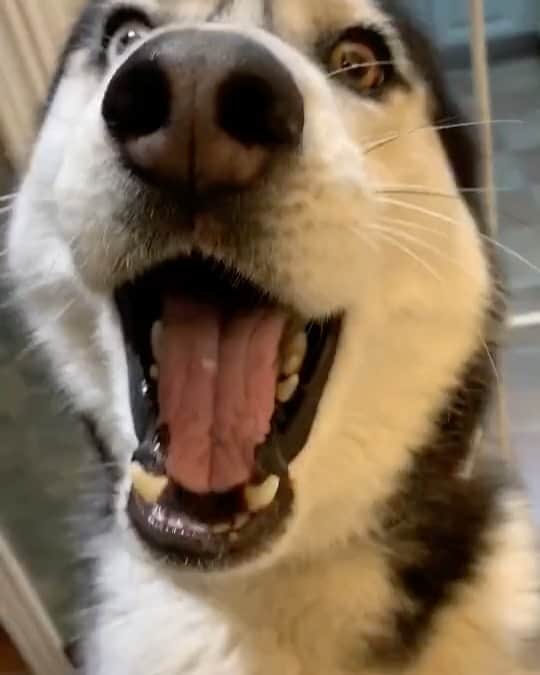 husky and malamuteのインスタグラム：「Do you feel my enthusiasm?😆😆 follow @alaskandaily （Twitter：alaskandaily）for more cute pic and video.😜 ……………………………………………………………… Each video was approved by the original author. But  don't have a Instagram account. We are first one post those video. So watermark credit @alaskandaily ……………………………………………………………… #alaskan#malamute#alaskanmalamute#alaskanhusky#malamutesofinstagram#puppylife#puppylove#puppydog#puppylover#dogdays#malamutepuppy#huskies#huskeypuppy#huskeiesreq#siberian#huskeiesofig#dogslife#dogsofnyc#cutedog#cutedogs#huskeypics#huskeylovers#huskygram#huskeylove#huskiesofinstagram#dogsofnyc#husky#狗」