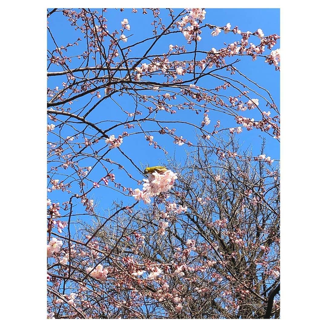 理絵さんのインスタグラム写真 - (理絵Instagram)「大寒桜が少しずつ咲きはじめている  桜を見ると心がパァっと明るくなるね🌸癒されました  #大寒桜 #桜 #sakura #cherryblossom #ciliegio #벚꽃 #flowers #flower #fiore #꽃 #花 #メジロ #tokyo #japan」2月21日 13時30分 - ____rie____