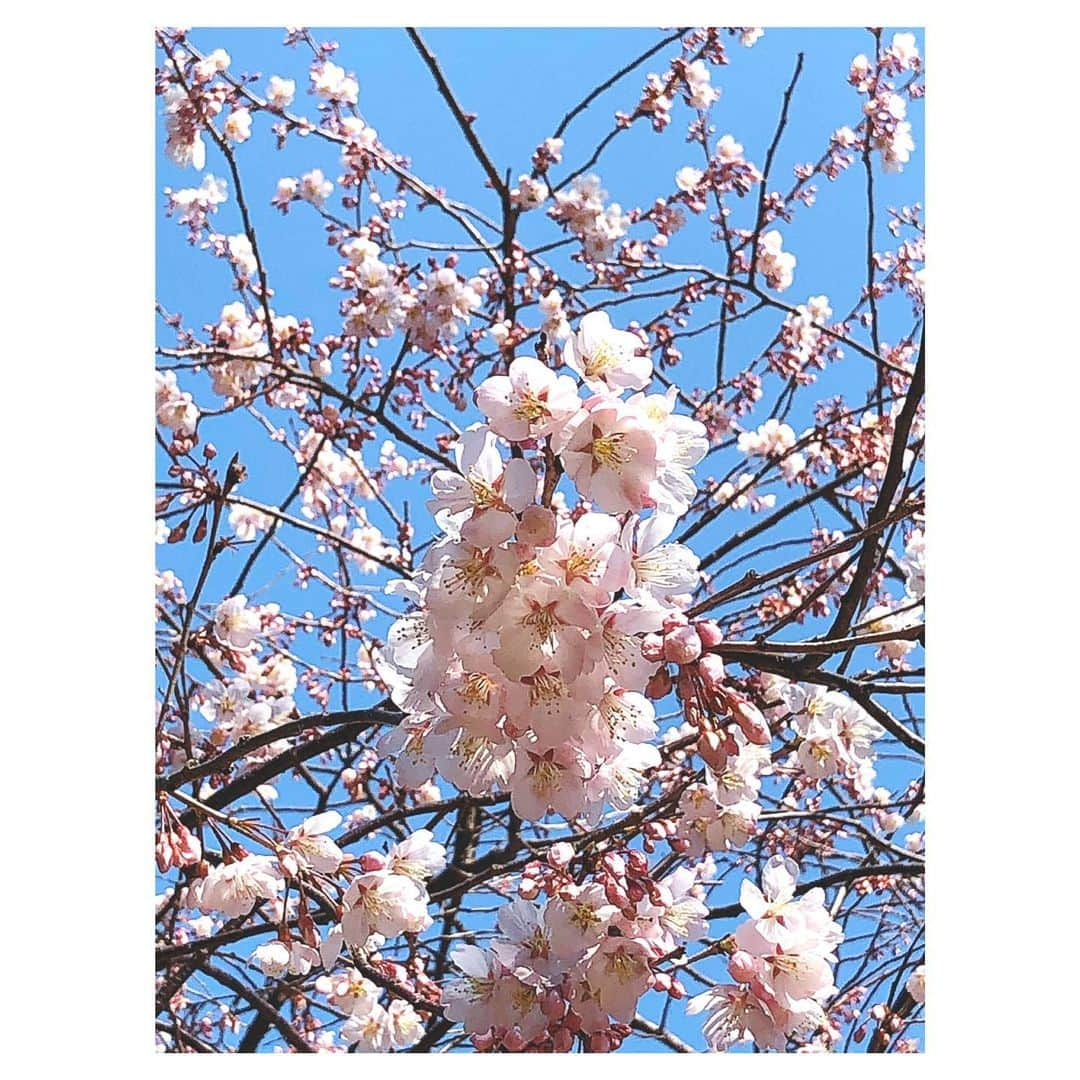 理絵さんのインスタグラム写真 - (理絵Instagram)「大寒桜が少しずつ咲きはじめている  桜を見ると心がパァっと明るくなるね🌸癒されました  #大寒桜 #桜 #sakura #cherryblossom #ciliegio #벚꽃 #flowers #flower #fiore #꽃 #花 #メジロ #tokyo #japan」2月21日 13時30分 - ____rie____