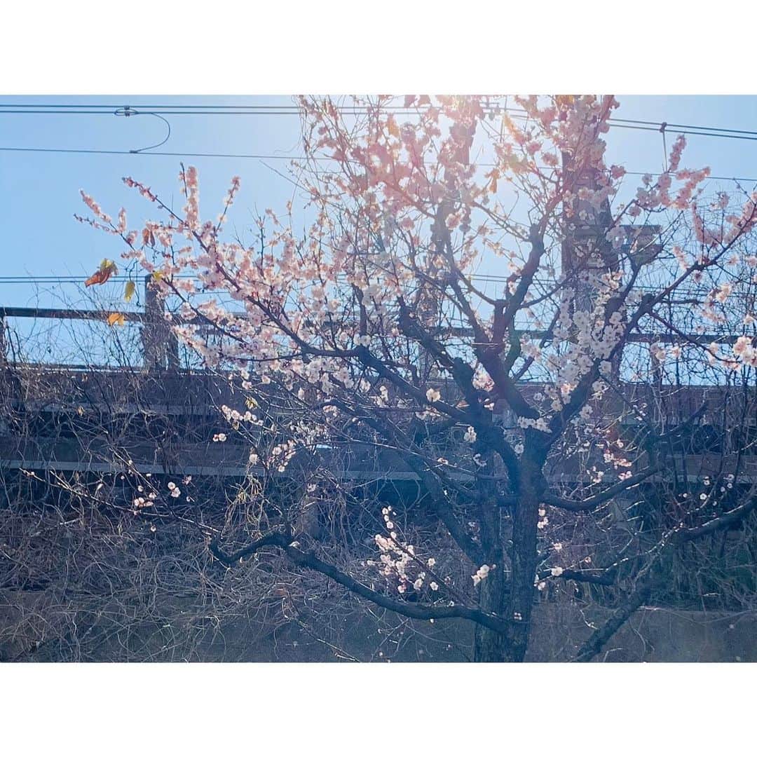 HRK（ハル）さんのインスタグラム写真 - (HRK（ハル）Instagram)「確かに温かいけどまだ2月  これって桜ですよね？？w  気が早い子やね🌸  #tokyo #2月 #桜 #cherryblossom  #HARU #大堀治樹 #dance #vocal #live #love #Japan #followme」2月21日 13時43分 - hrkharu
