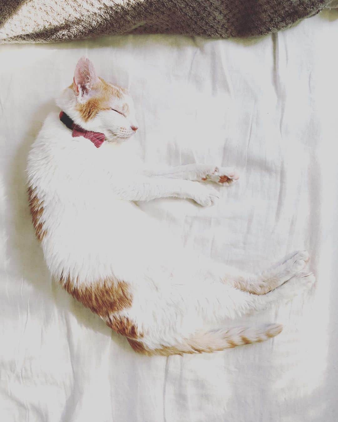 猫沢エミさんのインスタグラム写真 - (猫沢エミInstagram)「実際にはこうゆう猫の絵があるわけじゃないんだけど、今日のイオちゃんの寝姿は、シャガールの絵みたいだなと思う。ポーズが、かな。  夢の世界に、ふんわり浮かんでいるみたいだ。  #猫沢イオ　#とろねこチャレンジ」2月21日 14時00分 - necozawaemi