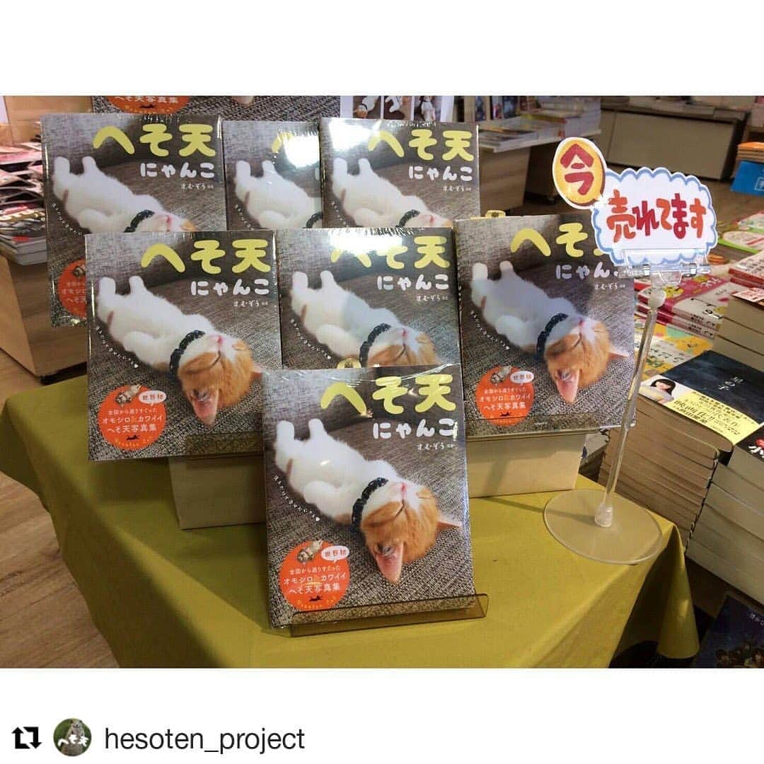 三笠書房さんのインスタグラム写真 - (三笠書房Instagram)「見るだけで心癒される写真集『へそ天にゃんこ』が好評発売中です！！インスタ担当は、カバーを見た瞬間、3等身&寝顔の可愛さに身もだえそうになりました。  中ページも大充実の一冊です。 ぜひお手に取って見てみてください💕  #Repost @hesoten_project (@get_repost) ・・・ . . 読者の方からこんなコーナー展示ＰＯＰのお写真をいただきました！  素敵過ぎます！　書店員さん、本当に本当にありがとうございます！  別な読者さんからは、書店員さんと猫の話で盛り上がったよーというお便りも届いています。 『 へそ天にゃんこ 』は、にゃんこ三方よしを目指します！  書店員さんによし、読者さんによし、みんにゃよし！  猫好きな書店員さんが笑顔で手渡ししてくれた一冊で、猫好きな読者さんが癒されてくれたら幸いです。  春には、全国の老人ホーム、病院などに本を寄贈するプロジェクトをスタートします。  日本を笑顔に、世界を笑顔に、にゃんこたちがどこまで活躍してくれるのか楽しみです。  見守ってにゃ♡  #へそ天にゃんこ　#へそ天写真集　#書店員　#ポップ　#三方よし　#今売れてます」2月21日 14時51分 - mikasashobo