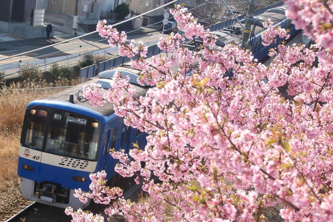 徳永ゆうきさんのインスタグラム写真 - (徳永ゆうきInstagram)「. .  ブルースカイ編成と河津桜！ . -2020.02.21- . #鉄道写真 #撮り鉄 #鉄道好き #京急 #京浜急行 #三浦海岸_三崎口間 #2100形 #快特 #快速特急 #泉岳寺行き #河津桜」2月21日 14時44分 - tokuchan_1113