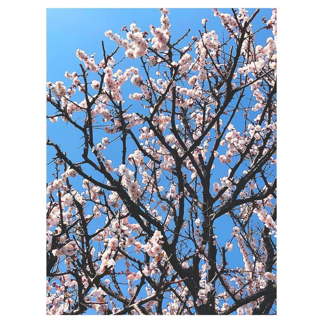 理絵さんのインスタグラム写真 - (理絵Instagram)「梅もキレイね💗  #梅 #梅の花 #매화 #flowers #flower #꽃 #花 #tokyo #japan」2月21日 14時45分 - ____rie____