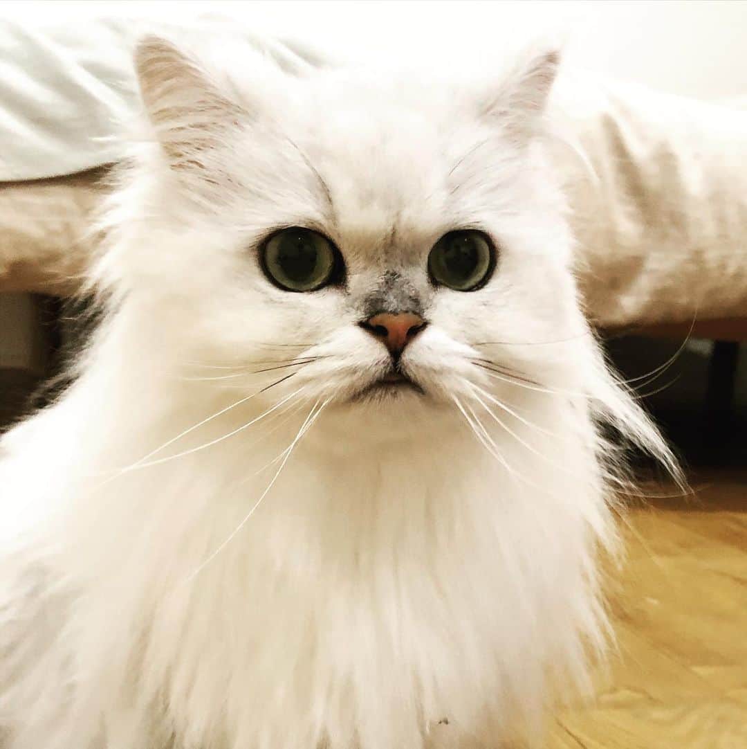 のインスタグラム：「美しい猫さんでした😌  #美猫 #スタペグラム #チンチラ #ペルシャ」