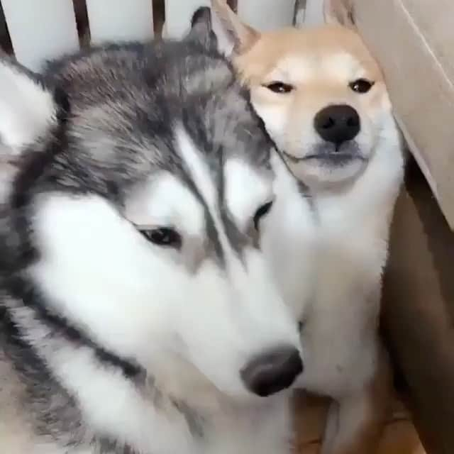 husky and malamuteのインスタグラム：「🤣🥰」