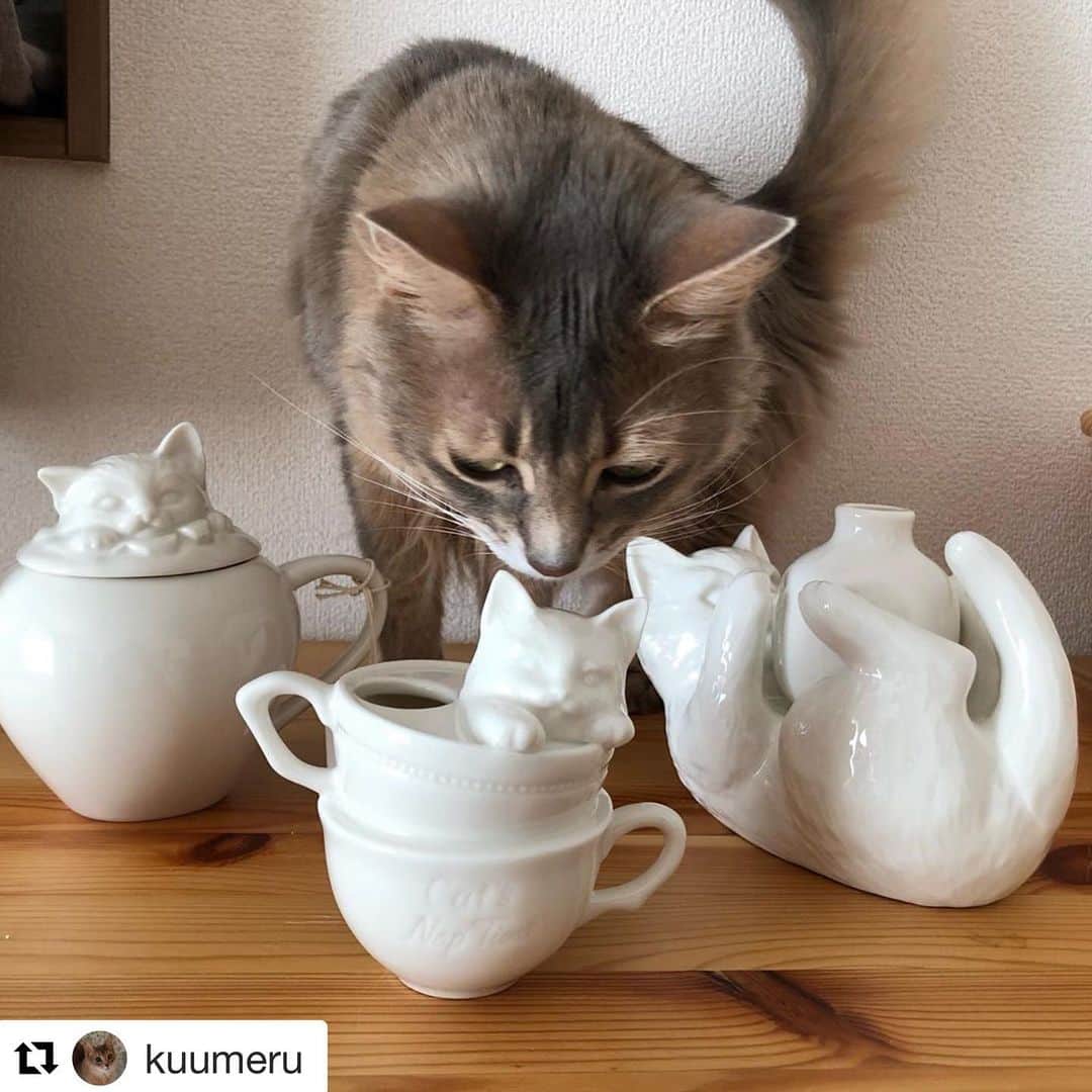 のインスタグラム：「#Repost @kuumeru with @get_repost ・・・ 検品しまーす。 . 昨日買えなかったやつ、見つけました　笑 . そしてノベルティで1番人気なやつも残ってました。 . . #アフタヌーンティーリビング  #catsnaptime #afternoontea  #catsissue  #somalicat#ソマリ#猫」