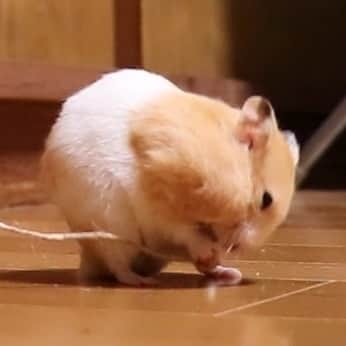 M nakataのインスタグラム：「え💦コレ❓ハムスターのテンション爆上がりアイテムが謎すぎる…🐹💦﻿ Hamster joy explosion! ﻿ What is a secret item?﻿ ﻿ 👉 この写真の動画はプロフィールのYoutube から見てね♪﻿ ﻿ Please have a look at this picture`s & LINE stickers &  Parker　&﻿ Youtube from my profile♪ ﻿ ﻿ ゴールデンハムスターのチーズJr.くん💓﻿ ﻿ 彼はコレが大好き😍﻿ 今日も大興奮で遊んでいます😁🎶﻿ ほんと可愛いんだからっ😘﻿ ﻿ Golden hamster cheese Jr.﻿ He loves this.﻿ ﻿ We play with great excitement today.﻿ It's really cute!﻿ ﻿ There are a lot of images that are too cute, so I will start with them little by little.﻿ ﻿ 👉 チーズJr.くん限定グッズ﻿ ﻿ 👉 チーズJr.くん の可愛いパーカー販売中 Parker on sale ﻿ ﻿ 👉 LINEスタンプ販売中LINE stickers on sale﻿ ﻿ 👉 ハムスター の飼い方♪おすすめペレットなど ♪ ﻿ ﻿ #love #ふわもこ部 #ig_japan #ハムスター #hamster #hamstergram #japan #instapet #animals #igersjp #japan_daytime_view #かわいい #ハムスタグラム #cutepetclub #ペット #instagood #cute #happy #picoftheday #followme #youtube #チーズくん #オセロくん #チーズJrくん #hamstergram #hamsterlife #hamsterlove #hamsterlover #tfl #funny ﻿ ﻿」