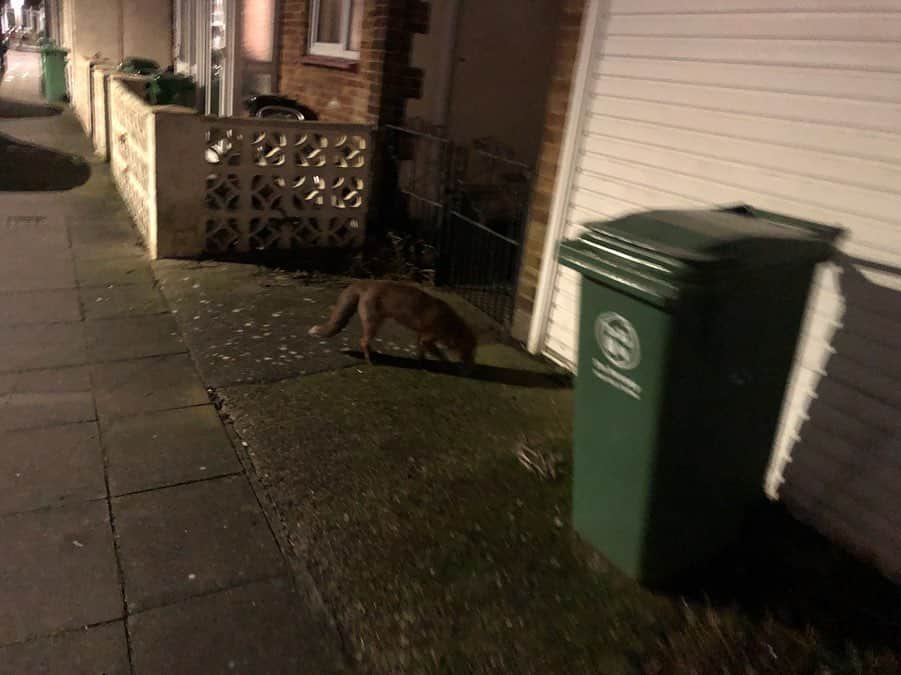 岡倫之さんのインスタグラム写真 - (岡倫之Instagram)「I met many animals in England. This time it's a fox❗️🦊 #overseasexpedition #overseaslife #britishlife #overseasscenery #britishscenery #UK #england #Portsmouth #GreatOKharn #RevolutionProWrestling #RevProUK #PortsmouthSchoolofWrestling #NewJapanProWrestling #njpw #オーカーン #プロレス  #プロレスラー #新日本プロレス #英国 #イギリス #イングランド #海外遠征 #海外生活  #イギリス生活 #海外の風景 #イギリスの風景  #家の近く #野生動物 #キツネ #狐」2月21日 17時24分 - great_o_khan