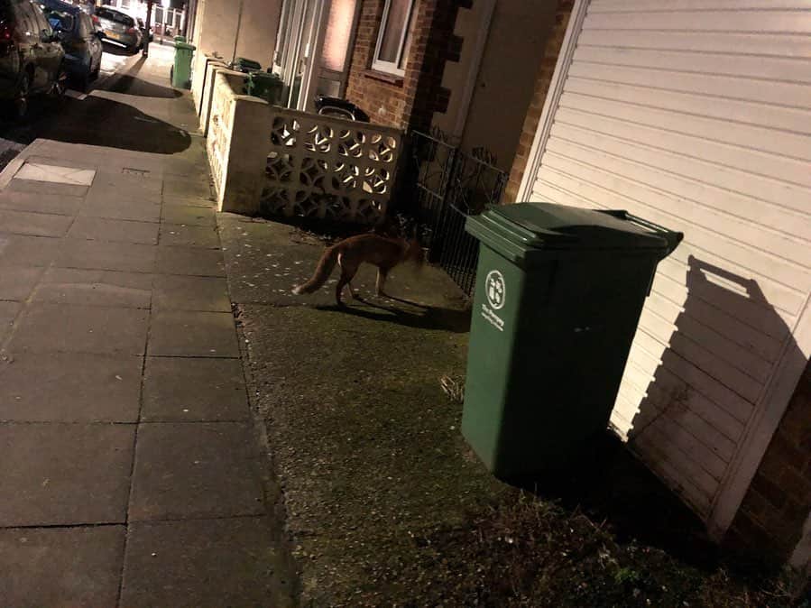 岡倫之さんのインスタグラム写真 - (岡倫之Instagram)「I met many animals in England. This time it's a fox❗️🦊 #overseasexpedition #overseaslife #britishlife #overseasscenery #britishscenery #UK #england #Portsmouth #GreatOKharn #RevolutionProWrestling #RevProUK #PortsmouthSchoolofWrestling #NewJapanProWrestling #njpw #オーカーン #プロレス  #プロレスラー #新日本プロレス #英国 #イギリス #イングランド #海外遠征 #海外生活  #イギリス生活 #海外の風景 #イギリスの風景  #家の近く #野生動物 #キツネ #狐」2月21日 17時24分 - great_o_khan