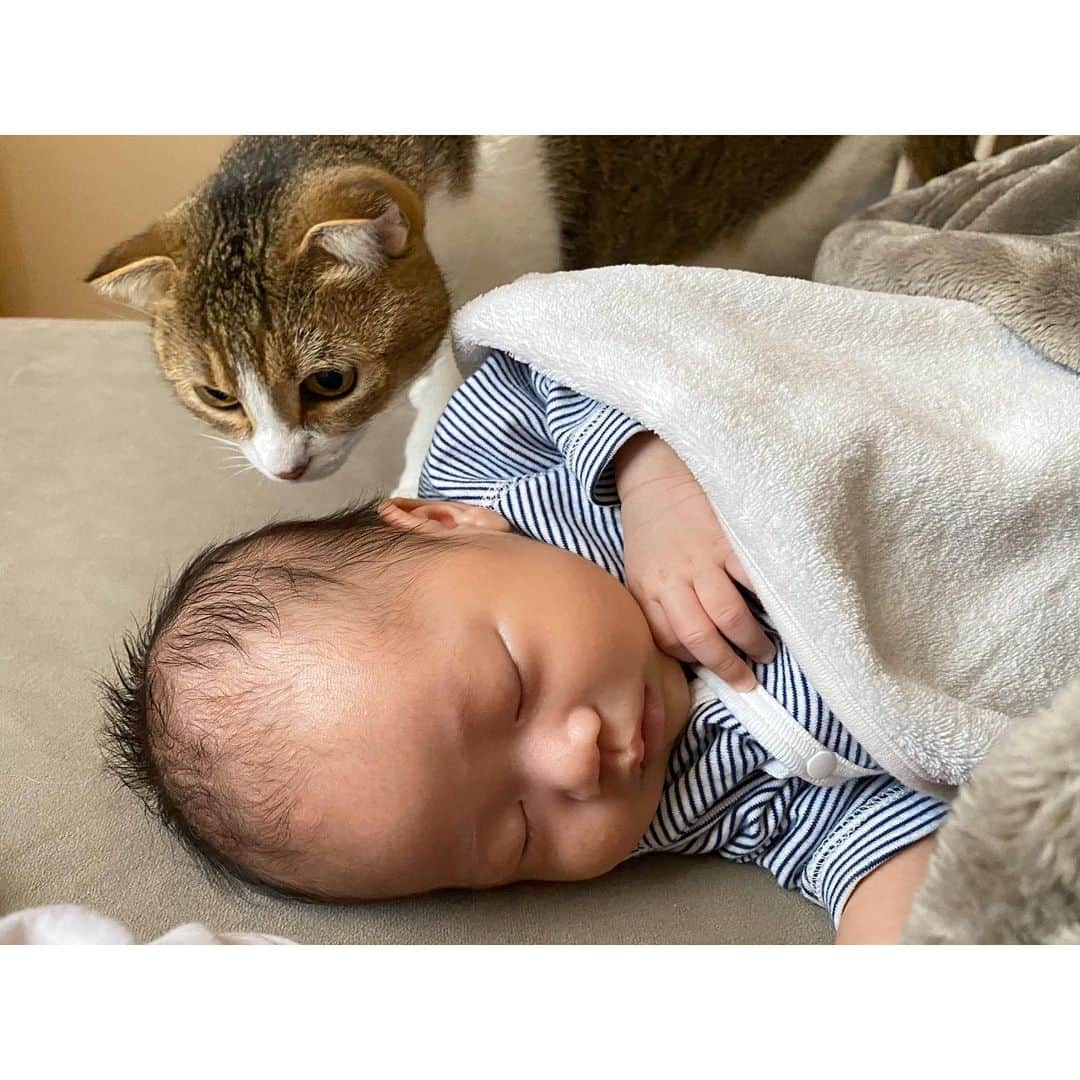 ひよりさんのインスタグラム写真 - (ひよりInstagram)「寝るとそーっと近づく、ごまお🐱」2月21日 17時37分 - nekohiyo