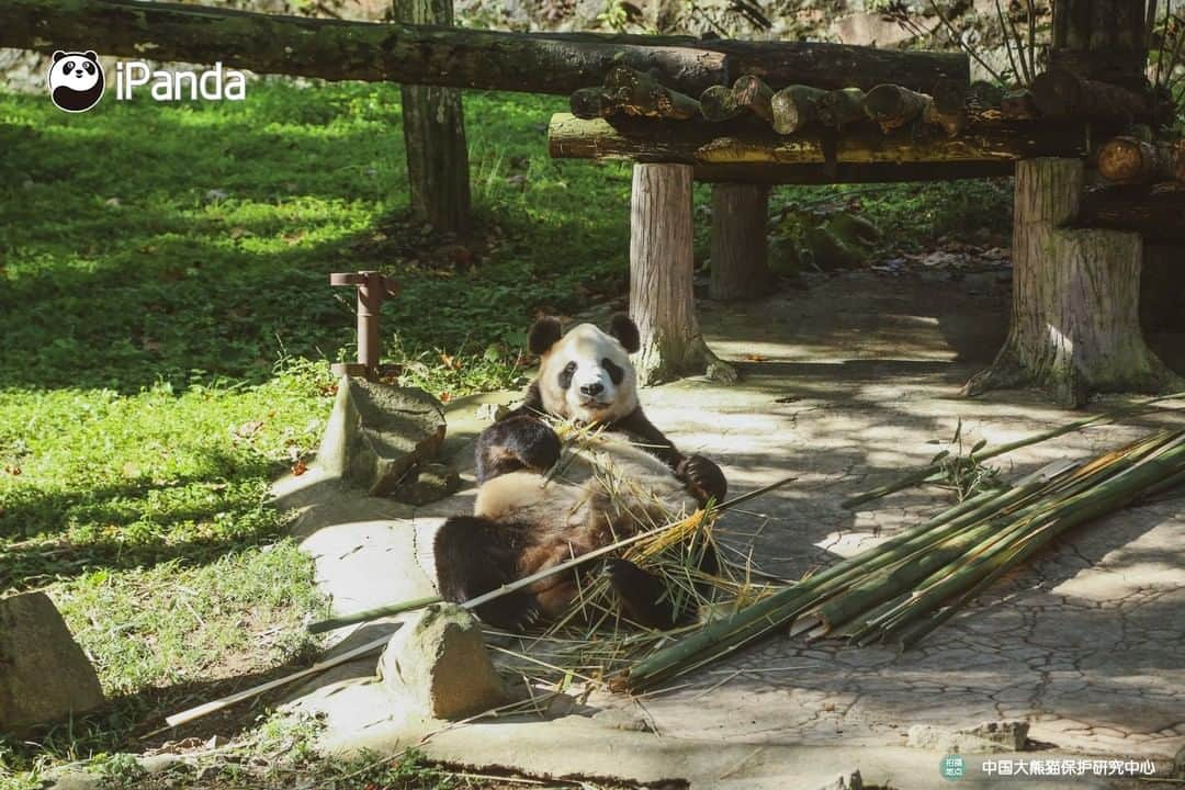 iPandaさんのインスタグラム写真 - (iPandaInstagram)「Enjoy the sunshine and afternoon tea. Leisure panda life is going on! 🐼 😆 🐼 #panda #ipanda #animal #pet #adorable #China #travel #pandababy #cute #photooftheday #Sichuan #cutepanda #animalphotography #cuteness #cutenessoverload」2月21日 17時30分 - ipandachannel