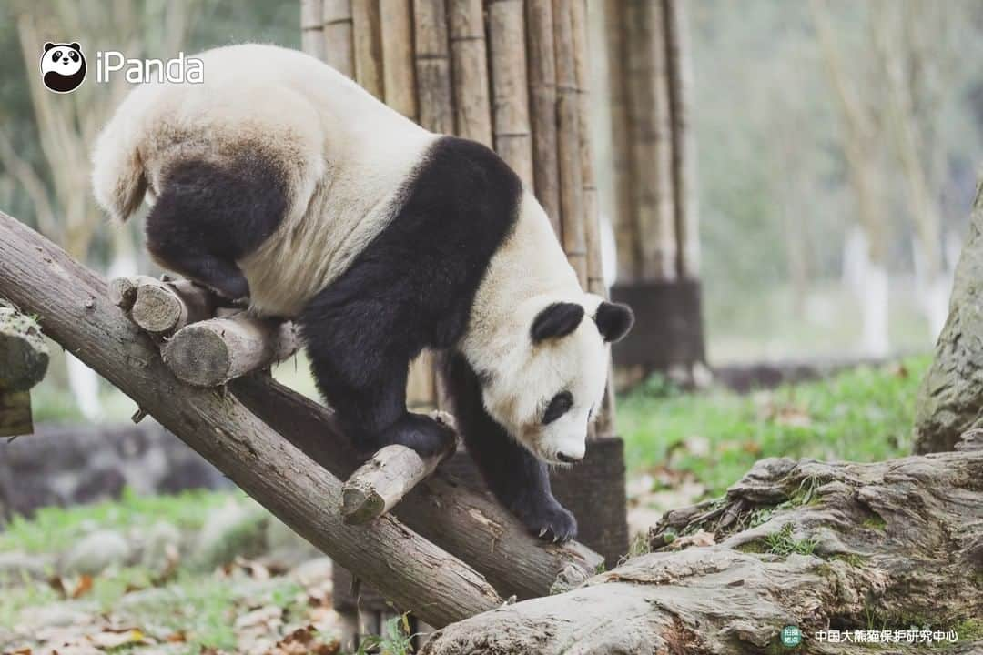 iPandaさんのインスタグラム写真 - (iPandaInstagram)「Enjoy the sunshine and afternoon tea. Leisure panda life is going on! 🐼 😆 🐼 #panda #ipanda #animal #pet #adorable #China #travel #pandababy #cute #photooftheday #Sichuan #cutepanda #animalphotography #cuteness #cutenessoverload」2月21日 17時30分 - ipandachannel