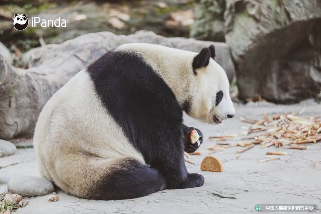 iPandaさんのインスタグラム写真 - (iPandaInstagram)「Enjoy the sunshine and afternoon tea. Leisure panda life is going on! 🐼 😆 🐼 #panda #ipanda #animal #pet #adorable #China #travel #pandababy #cute #photooftheday #Sichuan #cutepanda #animalphotography #cuteness #cutenessoverload」2月21日 17時30分 - ipandachannel