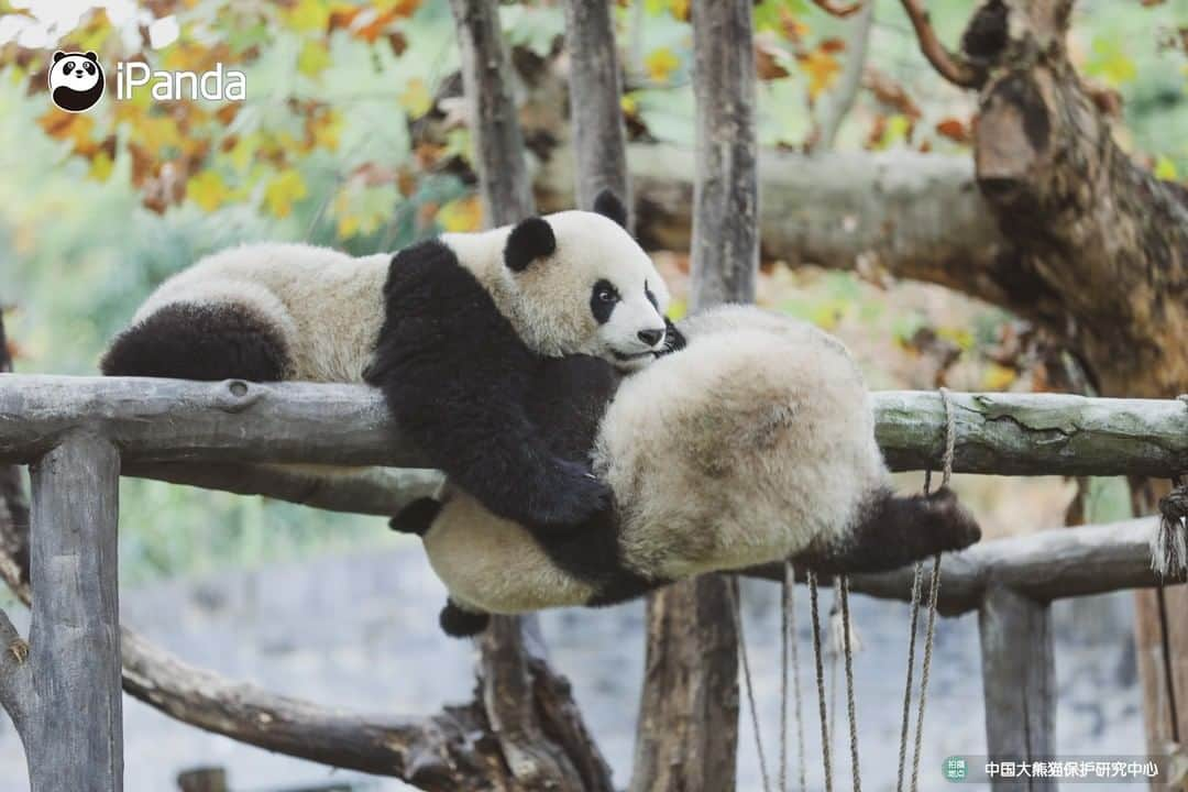 iPandaさんのインスタグラム写真 - (iPandaInstagram)「Enjoy the sunshine and afternoon tea. Leisure panda life is going on! 🐼 😆 🐼 #panda #ipanda #animal #pet #adorable #China #travel #pandababy #cute #photooftheday #Sichuan #cutepanda #animalphotography #cuteness #cutenessoverload」2月21日 17時30分 - ipandachannel