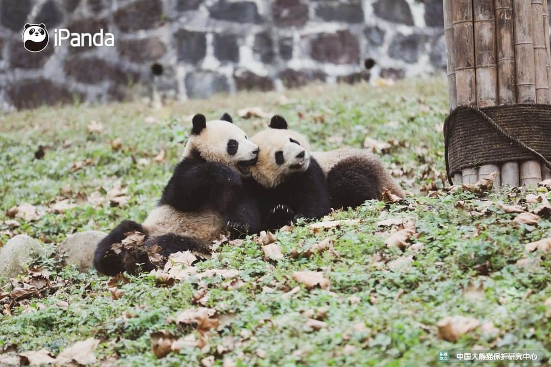 iPandaさんのインスタグラム写真 - (iPandaInstagram)「Enjoy the sunshine and afternoon tea. Leisure panda life is going on! 🐼 😆 🐼 #panda #ipanda #animal #pet #adorable #China #travel #pandababy #cute #photooftheday #Sichuan #cutepanda #animalphotography #cuteness #cutenessoverload」2月21日 17時30分 - ipandachannel