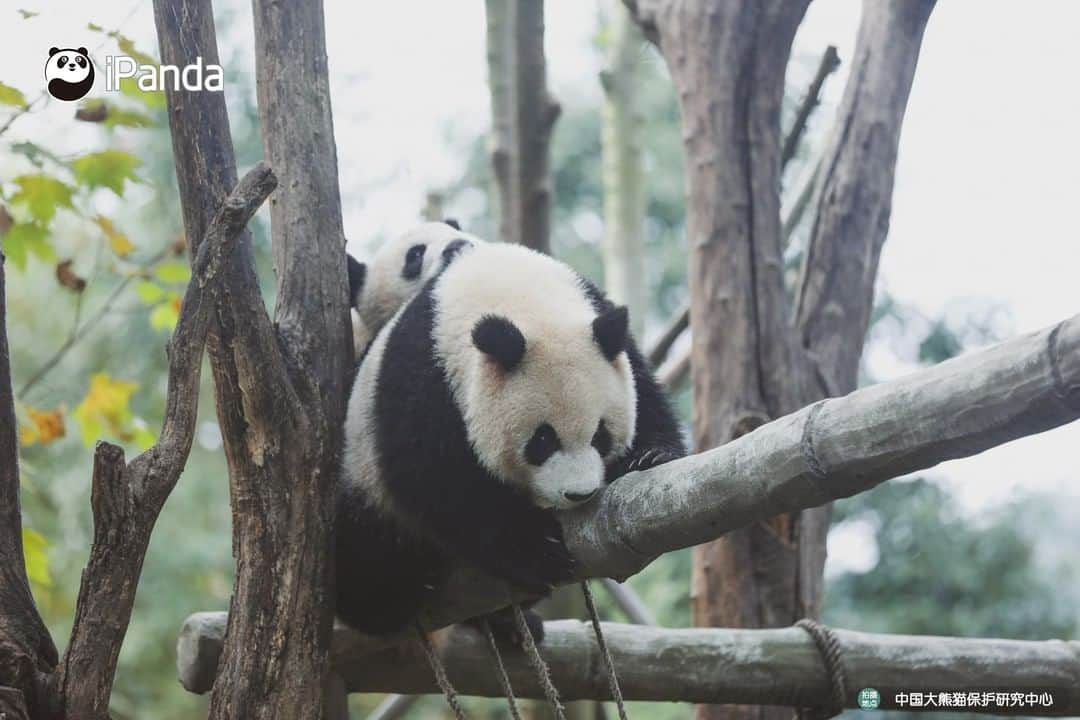 iPandaさんのインスタグラム写真 - (iPandaInstagram)「Enjoy the sunshine and afternoon tea. Leisure panda life is going on! 🐼 😆 🐼 #panda #ipanda #animal #pet #adorable #China #travel #pandababy #cute #photooftheday #Sichuan #cutepanda #animalphotography #cuteness #cutenessoverload」2月21日 17時30分 - ipandachannel