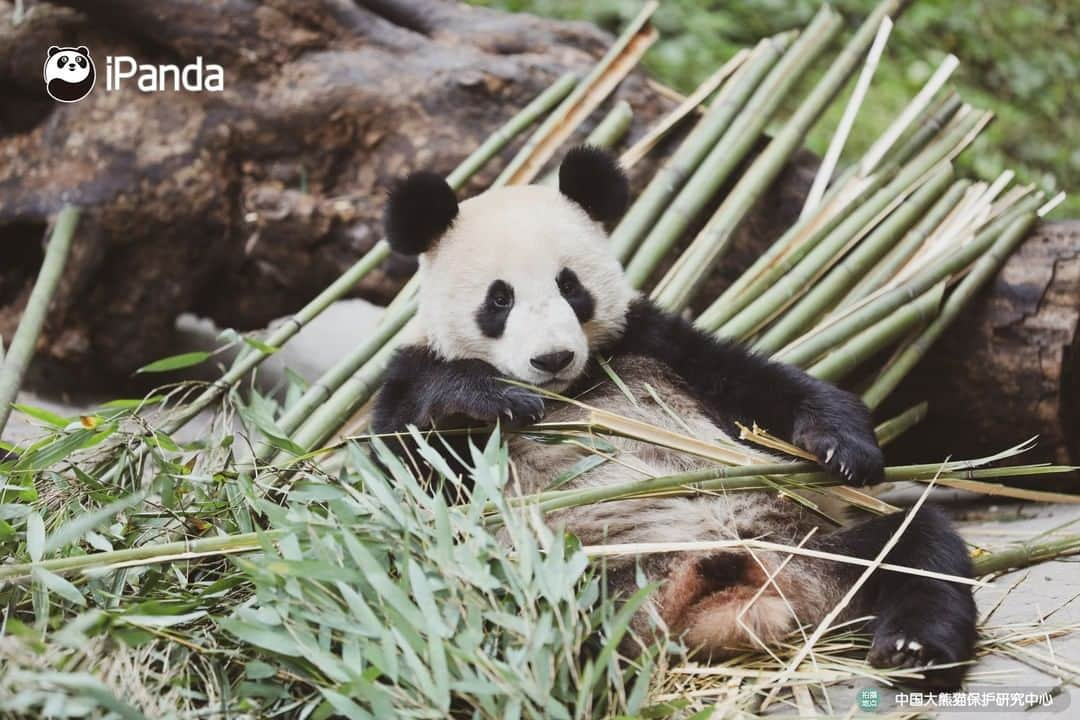 iPandaさんのインスタグラム写真 - (iPandaInstagram)「Enjoy the sunshine and afternoon tea. Leisure panda life is going on! 🐼 😆 🐼 #panda #ipanda #animal #pet #adorable #China #travel #pandababy #cute #photooftheday #Sichuan #cutepanda #animalphotography #cuteness #cutenessoverload」2月21日 17時30分 - ipandachannel