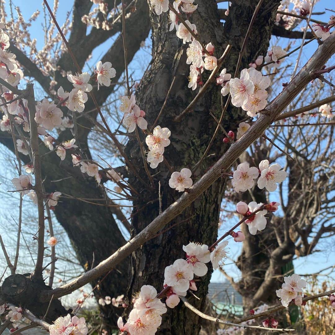 のインスタグラム：「春」