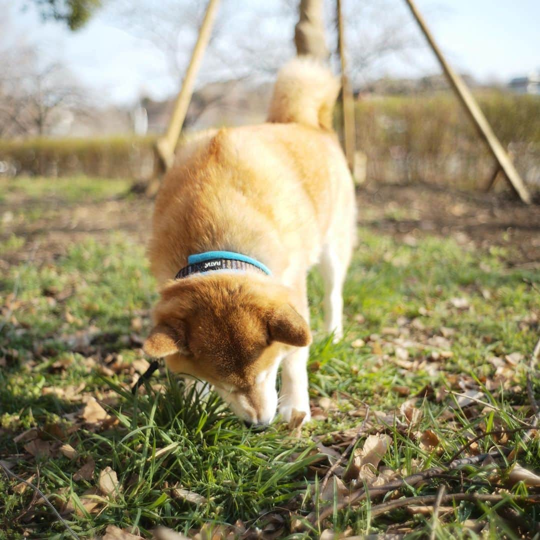 まる（まるたろう）さんのインスタグラム写真 - (まる（まるたろう）Instagram)「A relaxing afternoon✨🐶✨今日はのんびりと放牧してもらったの #もぐもぐタイム #サラダバー #パパは草集めてきてね #頑張って牧草ロール作って欲しい」2月21日 18時43分 - marutaro