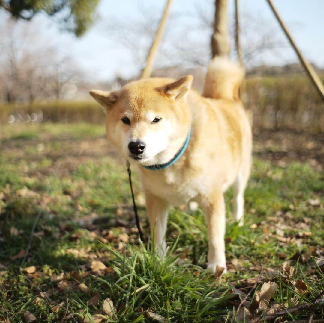 まる（まるたろう）さんのインスタグラム写真 - (まる（まるたろう）Instagram)「A relaxing afternoon✨🐶✨今日はのんびりと放牧してもらったの #もぐもぐタイム #サラダバー #パパは草集めてきてね #頑張って牧草ロール作って欲しい」2月21日 18時43分 - marutaro