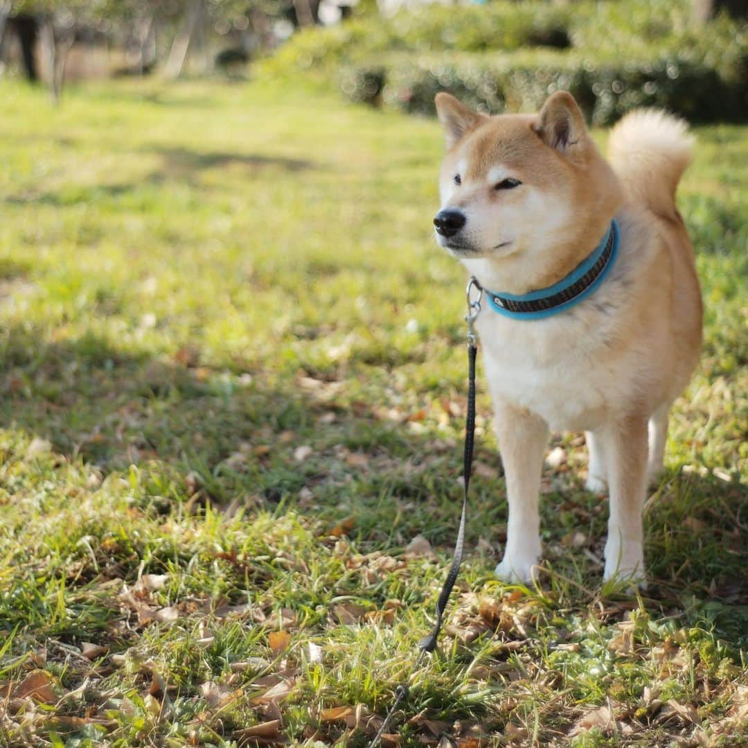 まる（まるたろう）さんのインスタグラム写真 - (まる（まるたろう）Instagram)「A relaxing afternoon✨🐶✨今日はのんびりと放牧してもらったの #もぐもぐタイム #サラダバー #パパは草集めてきてね #頑張って牧草ロール作って欲しい」2月21日 18時43分 - marutaro