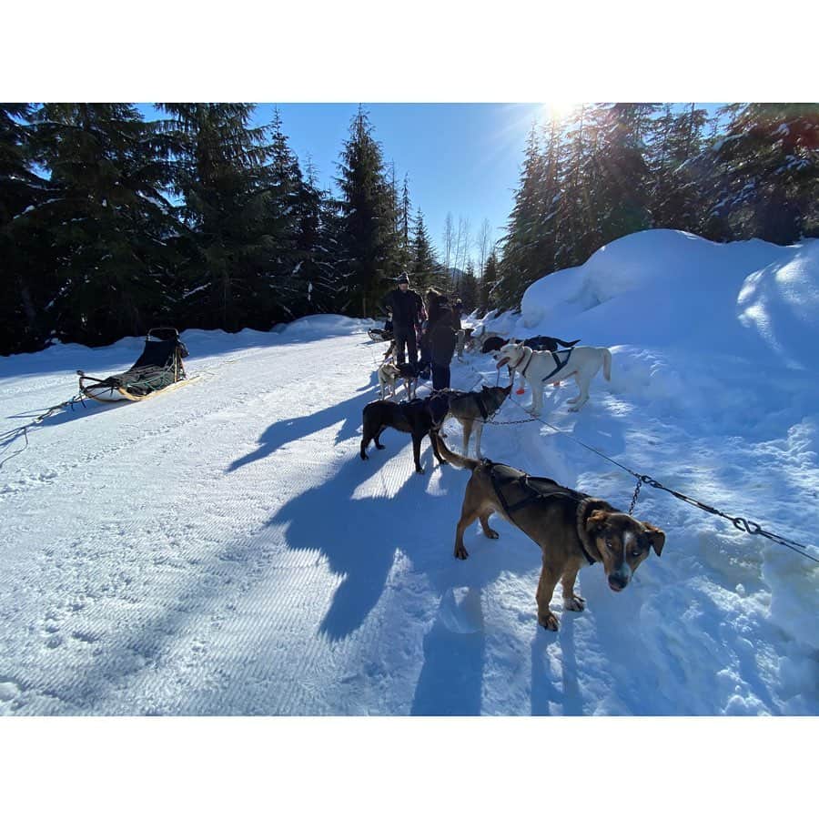 黒澤まさ美さんのインスタグラム写真 - (黒澤まさ美Instagram)「. 【SWIPE→4】 初めての#犬ぞり 🐕🐕🐕🛷 イッヌと戯れるのはたのしい...💕 . #dogsledding  #dogsled  #whistler  #canada #winter #snow #カナダ #カナダ旅行 #ウィスラー #タビジョ #ウィスラ」2月21日 19時04分 - masami_kurosawa
