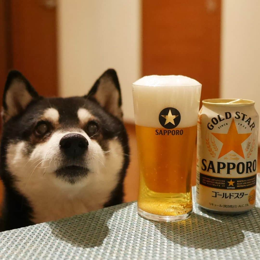 くろさんのインスタグラム写真 - (くろInstagram)「* 帰宅してGOLD STAR⭐️SAPPORO🍺 #ゴールドスター #GOLDSTAR #リキュール発泡性① #サッポロビール #GOLDSTAR⭐️ #ゴールドスター⭐️ #⭐️SAPPORO #目線の先にはおやつ #柴犬 #黒柴 #柴犬と一緒 #柴犬のいる暮らし #柴犬のいる生活 #わんこと一緒 #わんこのいる暮らし #わんこのいる生活 #ふわもこ部 #ふわもこ部わんこ #ふわもこ部ワンコ #わんダフォ #わんだふるjapan」2月21日 21時13分 - m6bmw