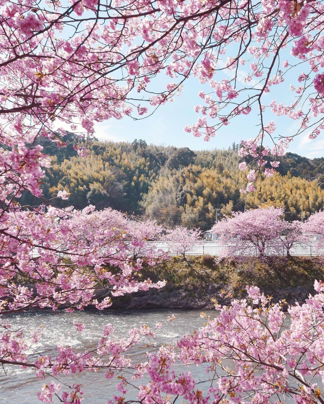 masayaさんのインスタグラム写真 - (masayaInstagram)「Kawazuzakura  Early blooming cherry blossoms  河津 Kawazu  Shizuoka Prefecture」2月21日 21時31分 - moonlightice