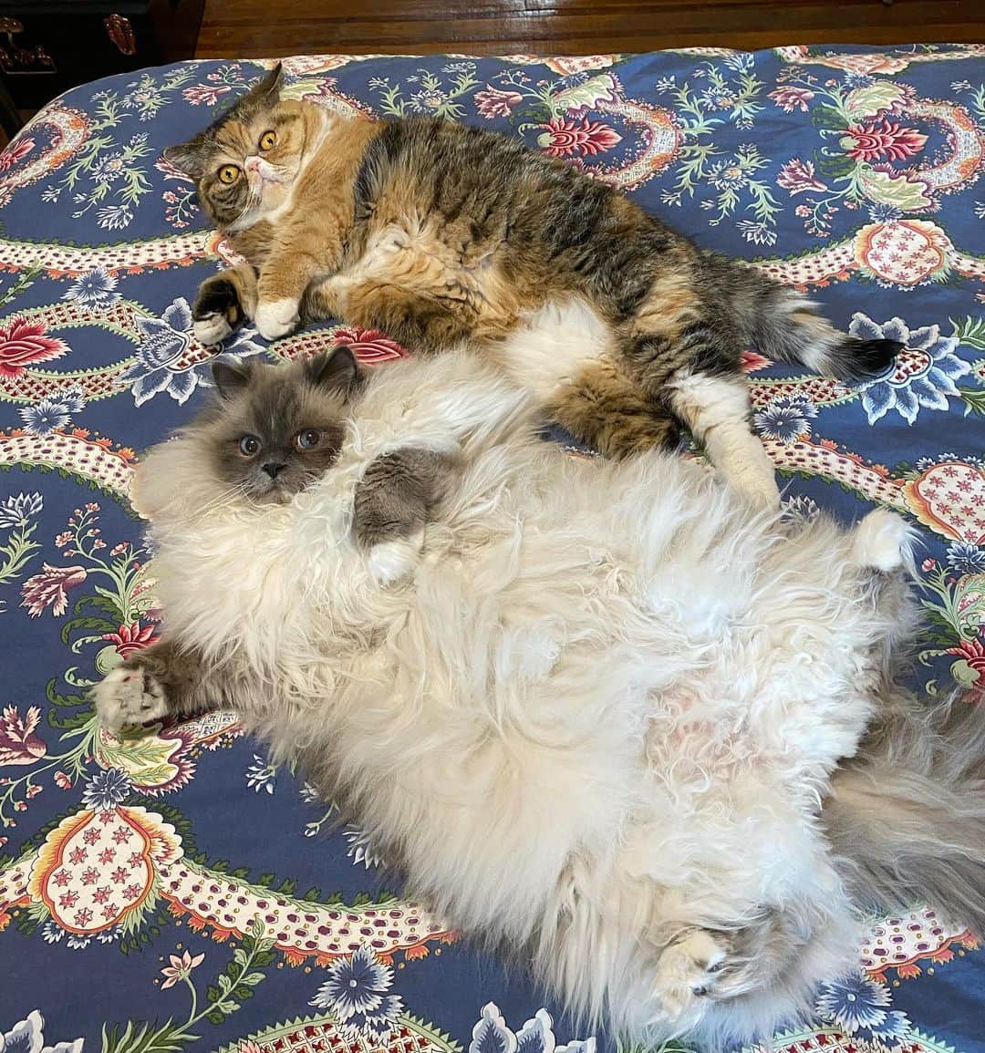 Tinaのインスタグラム：「Yesterday we missed #LoveYourPetDay because we were busy being lazy 🤪💕」