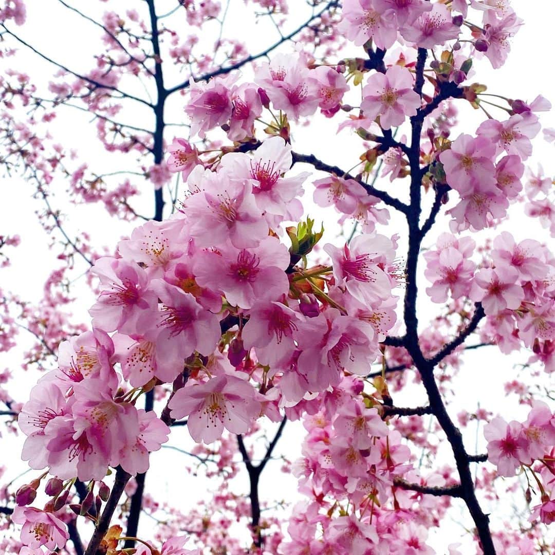 奥田恵梨華さんのインスタグラム写真 - (奥田恵梨華Instagram)「#河津桜」2月21日 21時48分 - erikaokuda_official