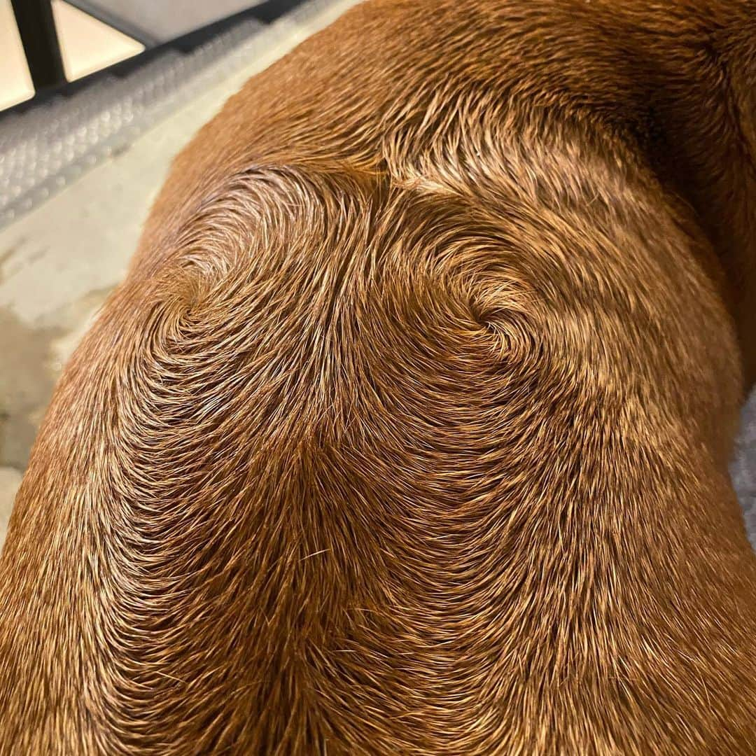 滝沢伸介さんのインスタグラム写真 - (滝沢伸介Instagram)「"Ridgeback" #rhodesianridgeback」2月21日 22時00分 - sin_takizawa