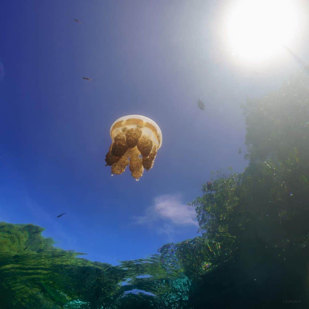 KAGAYAさんのインスタグラム写真 - (KAGAYAInstagram)「海月と空を見上げて。 （先月パラオにて水中から撮影） 今週もお疲れさまでした。 おだやかな週末になりますように。 #sonyalpha #palau #jellyfish」2月21日 22時44分 - kagaya11949