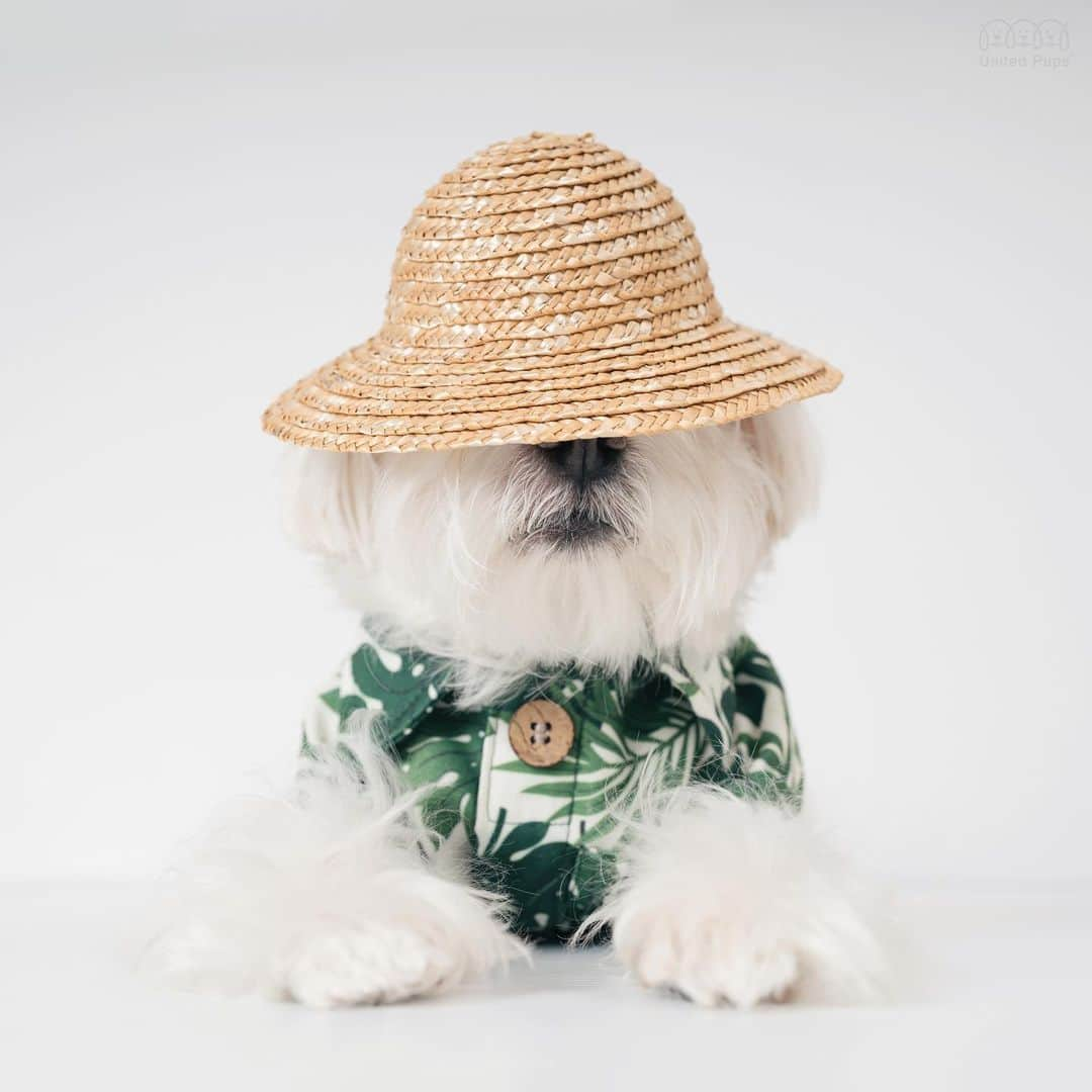 hi.arodさんのインスタグラム写真 - (hi.arodInstagram)「Sorry for being MIA!  Remember me still🧑🏻‍🌾? ・・・ #dogwithhat#dogwithstyle#waitingforspring#hawaiiandog#alohadog#lookpet#hawaiidog#hawaiianshirt#alohashirt#dogsinclothes#dogsinshirts#alohaspirit#smalldog #BBQshirt#imback#dogwithstyle#lookingsharp#cutedogsofig#thecuteness  #malteselove#ohmydog#maltesestyle#malteseofficial#maltese#malteser#malteselovers#malteselover#dallasdog#狗 #瑪爾濟斯」2月22日 0時01分 - hi.arod