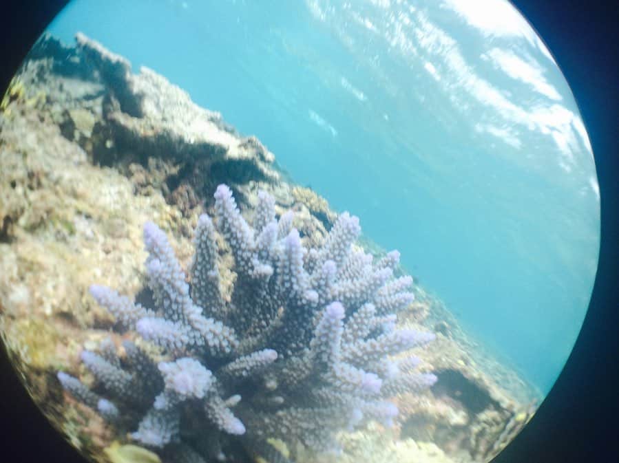 奈津美さんのインスタグラム写真 - (奈津美Instagram)「- @no_touch_coral - 7年前にミヤコブルーの虜になって ほぼ毎年欠かさず通う島、宮古島！💙 - 毎年宮古島の海からサンゴが 減ってるって話を聞く。 サンゴは海を綺麗にしてくれてるって知ってる？ - そこでみんなに知って欲しいのが #ノータッチサンゴマナー 🤚🏻🆖 1.立たない 2.歩かない 3.蹴らない 4.触れない 5.餌付け禁止 マナー五箇条を守って欲しいです！ そして、宮古の海だけでなく 世界に拡散して、みんなが守れば、 世界の海が綺麗になっていきます。🐚 - 綺麗な海には、理由がある！ 私たち人間の無知と身勝手で 汚してはいけないと思うの。 ぜひ情報として、覚えておいてほしい！ - #notouchcoral #Searules #miyakojima #miyakoisland  #sunset #宮古島 #シーカヤック #オーシャントライブ #海上で見る夕陽 #最高な夕陽だったなぁ」2月22日 0時11分 - natsumi_7.2.3