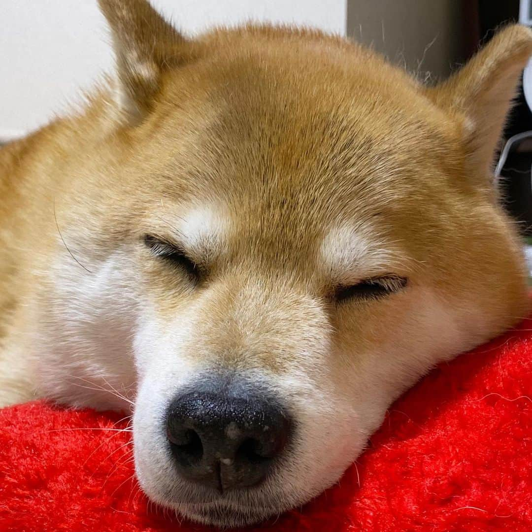 まる（まるたろう）さんのインスタグラム写真 - (まる（まるたろう）Instagram)「Good night!✨🐶💤✨オデコポンポンしてもいいよ #いい事あるからね #根津のパワスポ #極小パワスポ #でも効果絶大」2月22日 0時17分 - marutaro